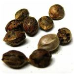 Семена марихуаны АК-47  (Seeds AK-47) в Барнауле